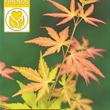 Acer palmatum 'Orange Dream'