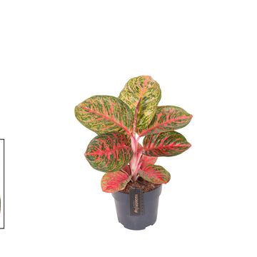 Aglaonema 'Red Balloon'