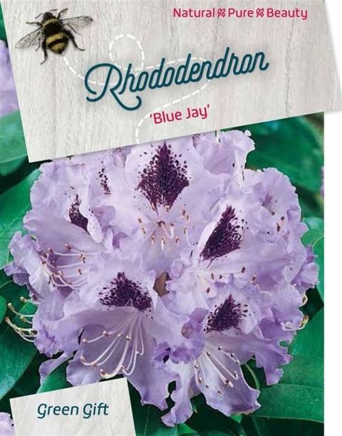 Rhododendron 'Блю Джей'