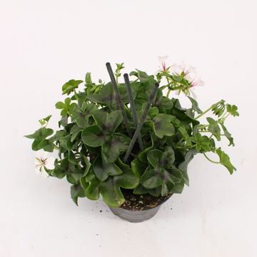 Pelargonium GLACIER WHITE