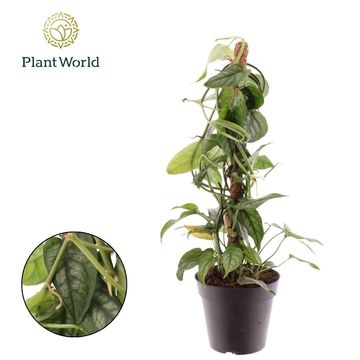 Monstera siltepecana
