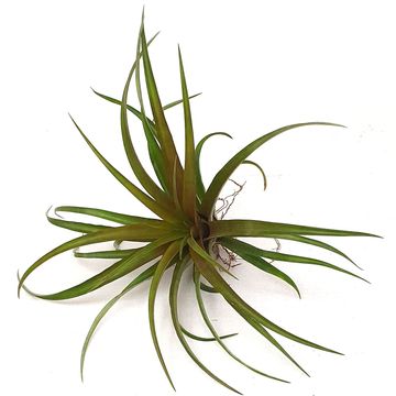 Tillandsia capitata 'Hermosa'