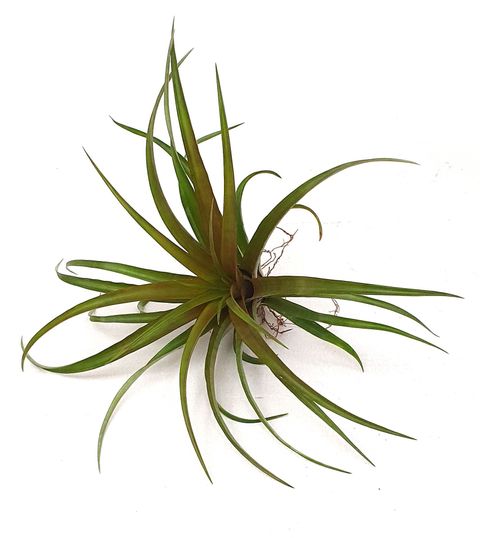Tillandsia capitata 'Hermosa'