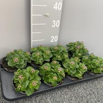 Ageratum houstonianum