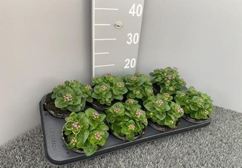 Ageratum houstonianum