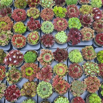 Sempervivum MIX