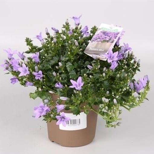 Campanula portenschlagiana 'Ambella Lavender' (Endhoven Flowering Plants)