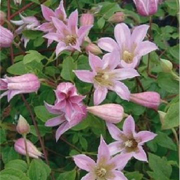 Clematis MIENIE BELLE (T)