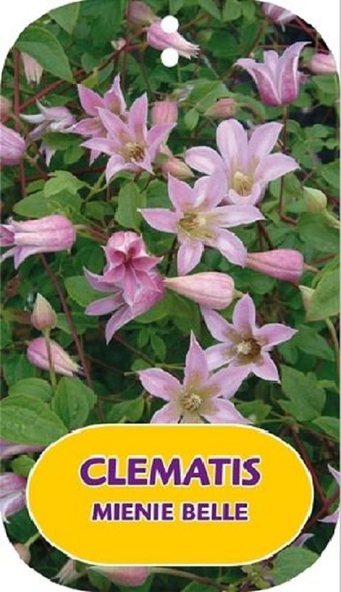 Clematis MIENIE BELLE (T)