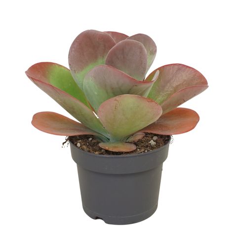 Kalanchoe thyrsiflora RED LIPS