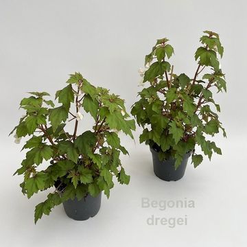 Begonia dregei