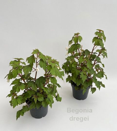 Begonia dregei