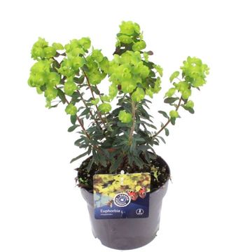 Euphorbia amygdaloides 'Purpurea'