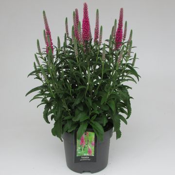 Veronica spicata ANNIVERSARY ROSE