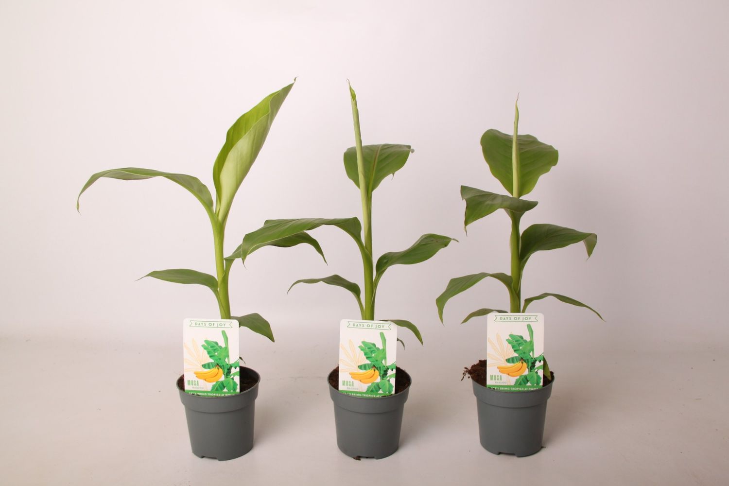 Musa basjoo  Pflanzengrohandel FlorAccess