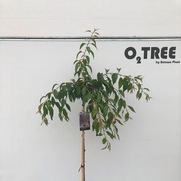 Prunus serrulata 'Kiku-shidare'