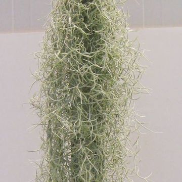 Tillandsia usneoides