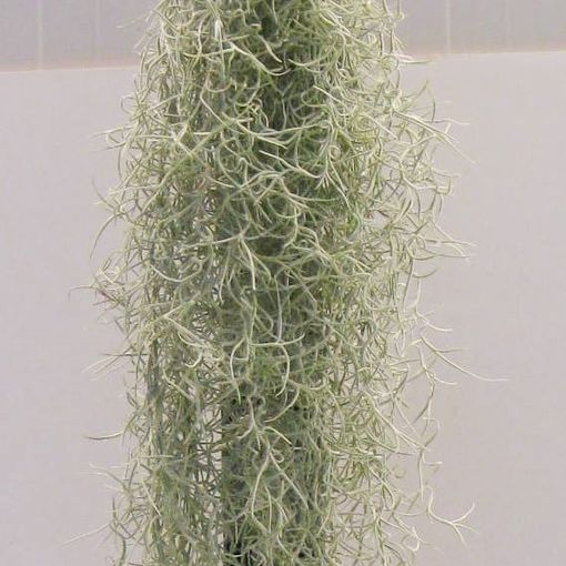 Tillandsia usneoides