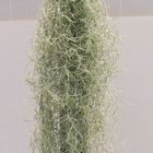 Tillandsia usneoides