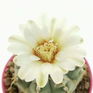 Gymnocalycium vatteri