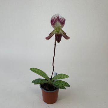 Paphiopedilum callosum sublaeve
