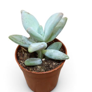 Pachyphytum oviferum