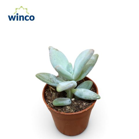 Pachyphytum oviferum
