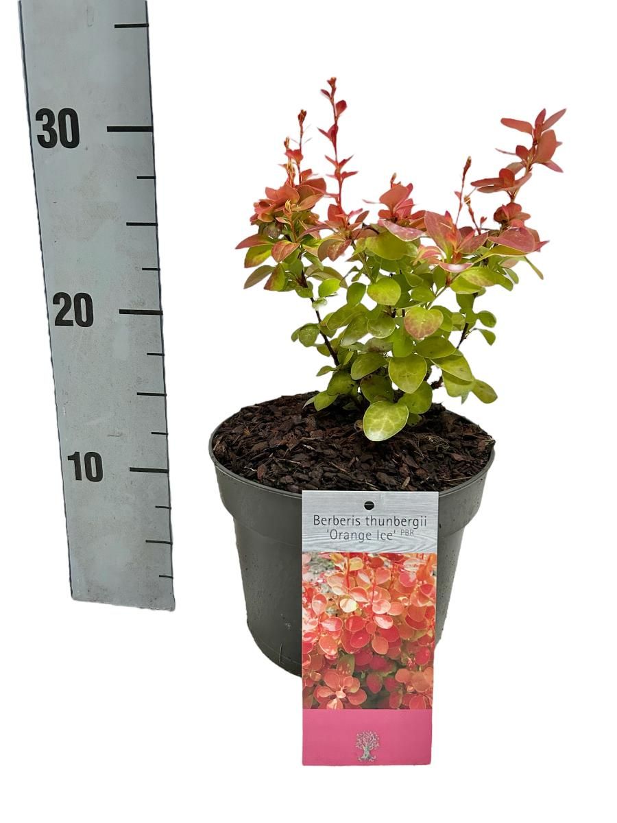 Berberis thunbergii 'Orange Ice' — Plant Wholesale FlorAccess