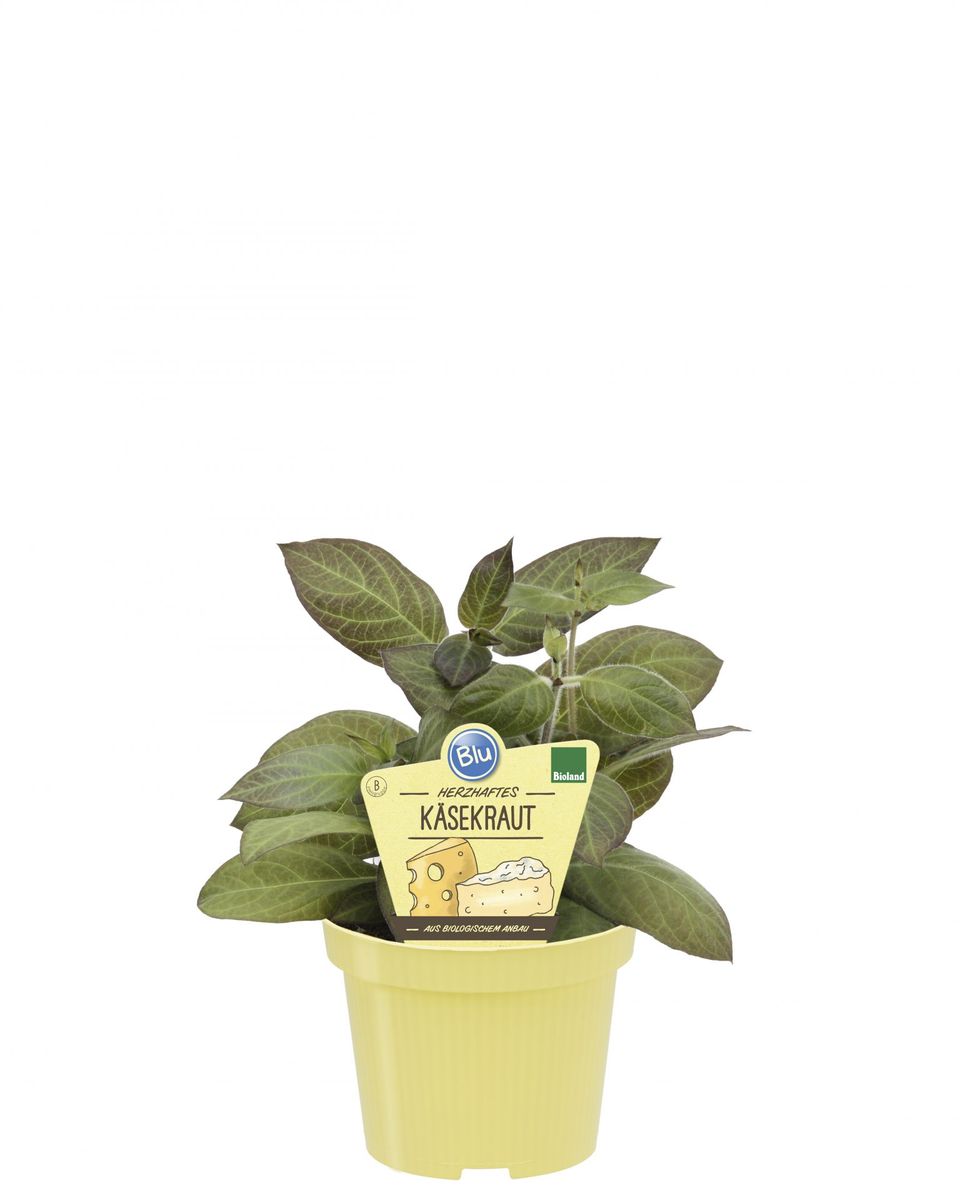 Paederia lanuginosa — Plant Wholesale FlorAccess