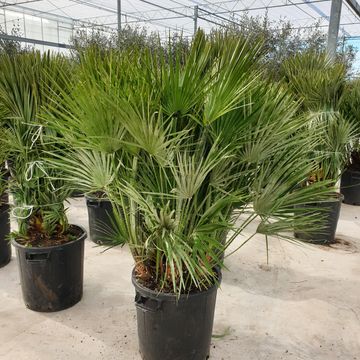 Chamaerops humilis