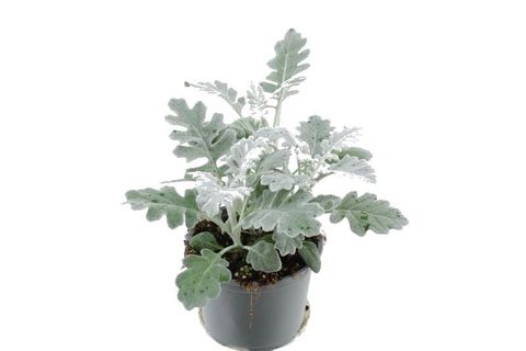 Senecio cineraria 'Silverdust'