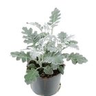 Senecio cineraria 'Silverdust'