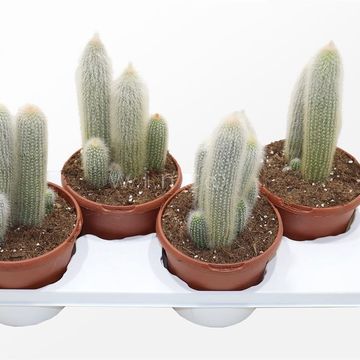 Cleistocactus straussii