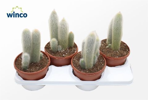 Cleistocactus straussii