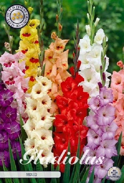 Gladiolus GLAMINI MIX