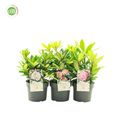 Rhododendron YAKUSHIMAMUM MIX (Y)