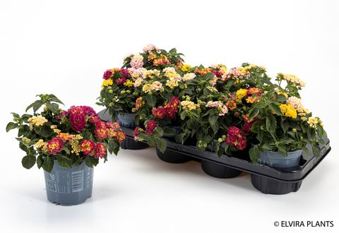 Lantana camara MIX