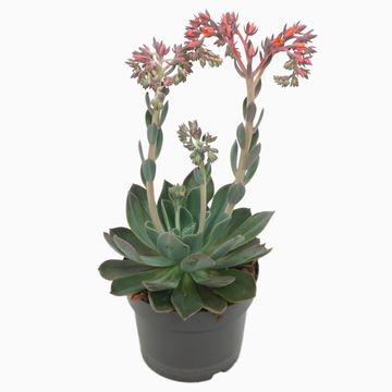 Echeveria BLUE PRINCE