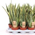 Sansevieria trifasciata 'Laurentii'