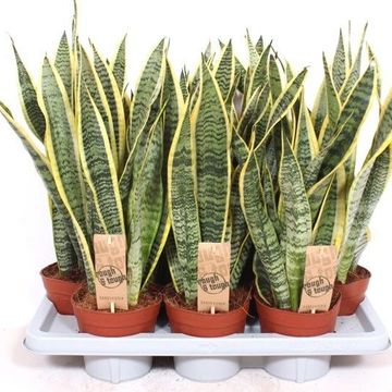 Sansevieria trifasciata 'Laurentii'