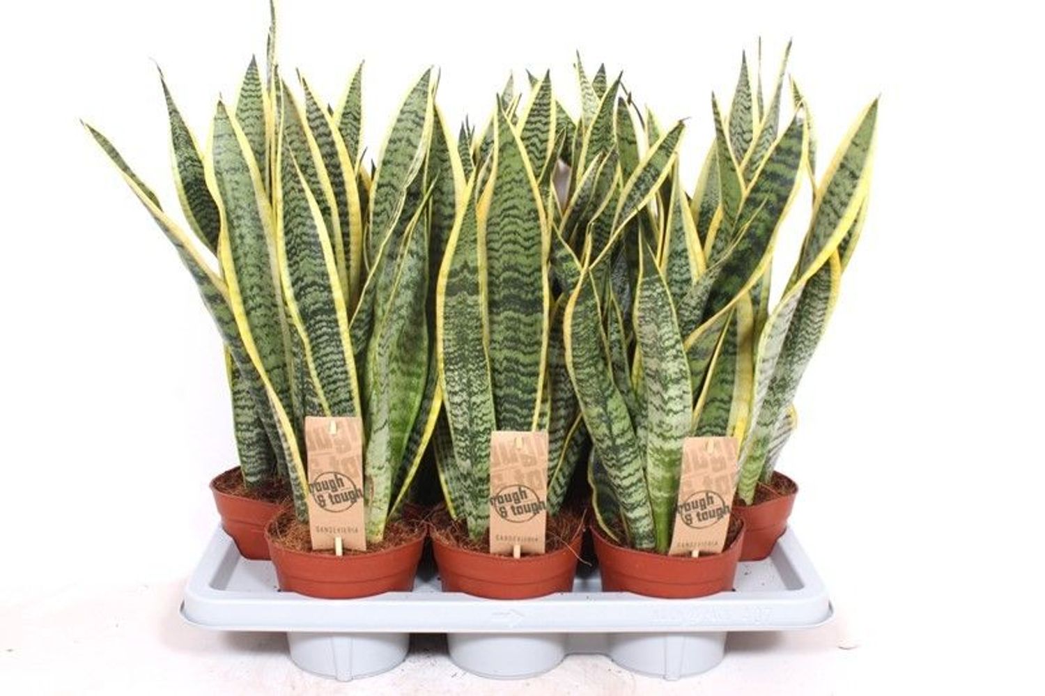 Set Da 3 Sansevieria Trifasciata (Lingua Di Suocera) - Pianta Facilissima, Vaso 9cm, Altezza 20-25cm