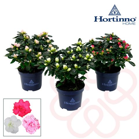 Rhododendron HORTINNO MIX