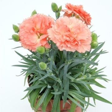 Dianthus SUPER TROUPER SORBET