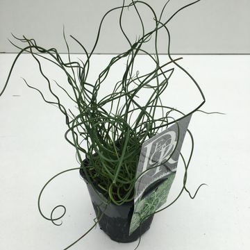 Juncus effusus spiralis