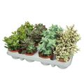 Succulents MIX