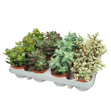 Succulents MIX