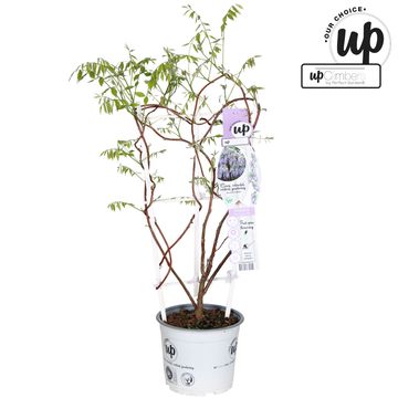 Wisteria frutescens 'Amethyst Falls'