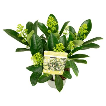 Skimmia japonica 'Finchy'