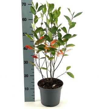 Aronia arbutifolia 'Brilliant'