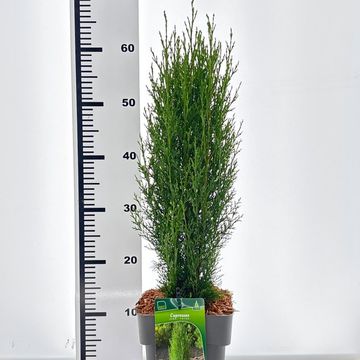 Cupressus sempervirens 'Totem'